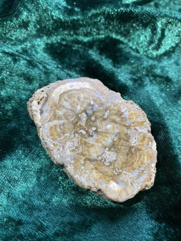 Versteend hout - edelsteen bij CrystalKoorn